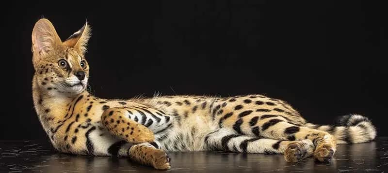 Gato grande: Descubre las características y cuidados de estos felinos impresionantes