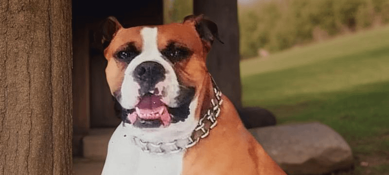 Todo lo que necesitas saber sobre el perro Boxer: características cuidados y adiestramiento