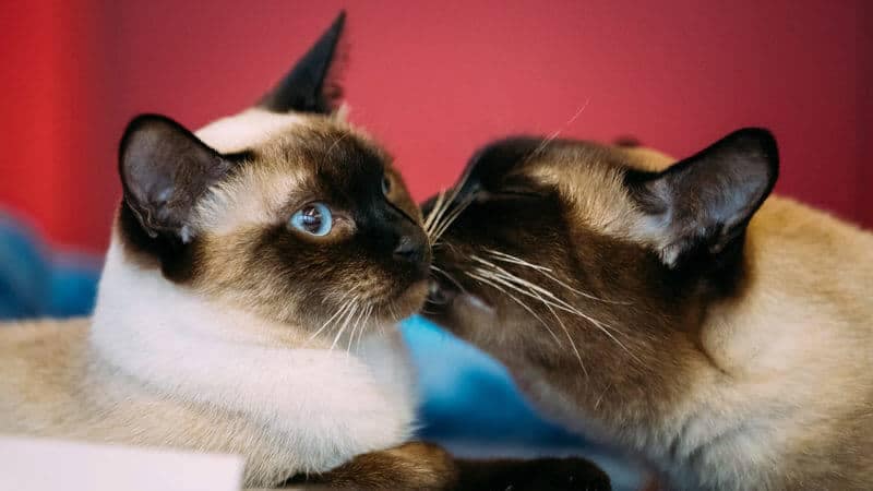 razas de gatos