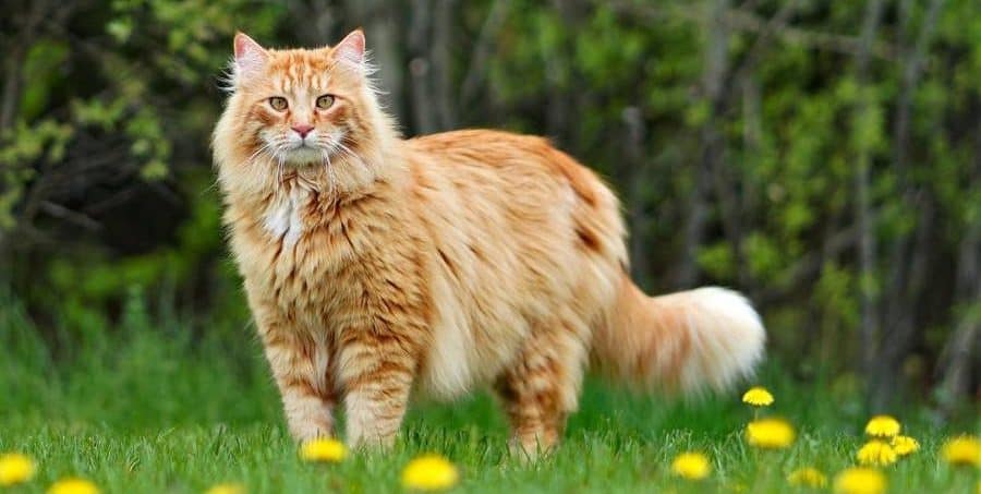 razas de gatos