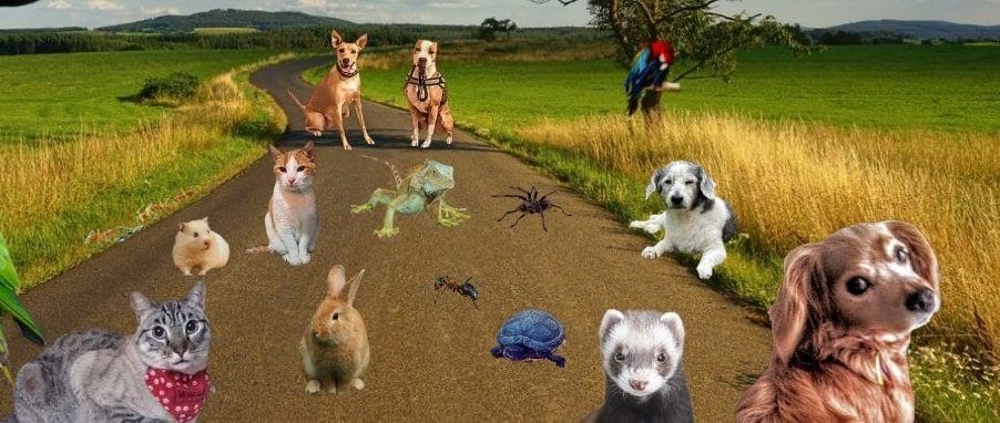 TODAS LAS MASCOTAS