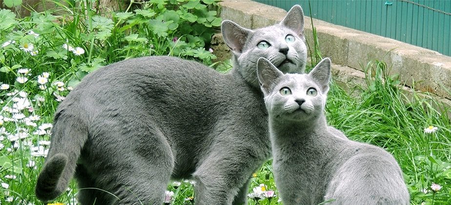 Gato Ruso: Conoce todo sobre esta raza única y encantadora