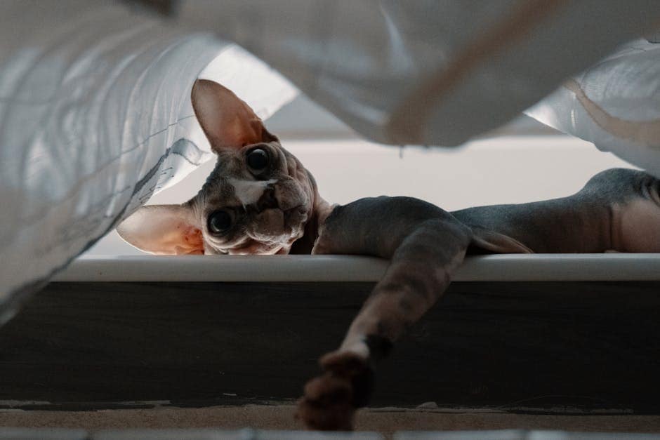 Gatitos sphynx: descubre todo sobre esta peculiar raza de gatos sin pelo