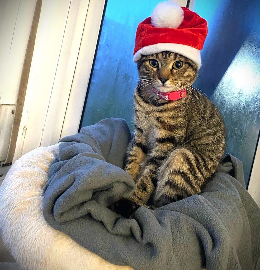 razas de gatos domesticos